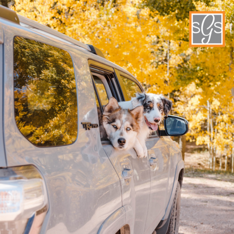 2 dogs in a car looking behind with their body nearly out