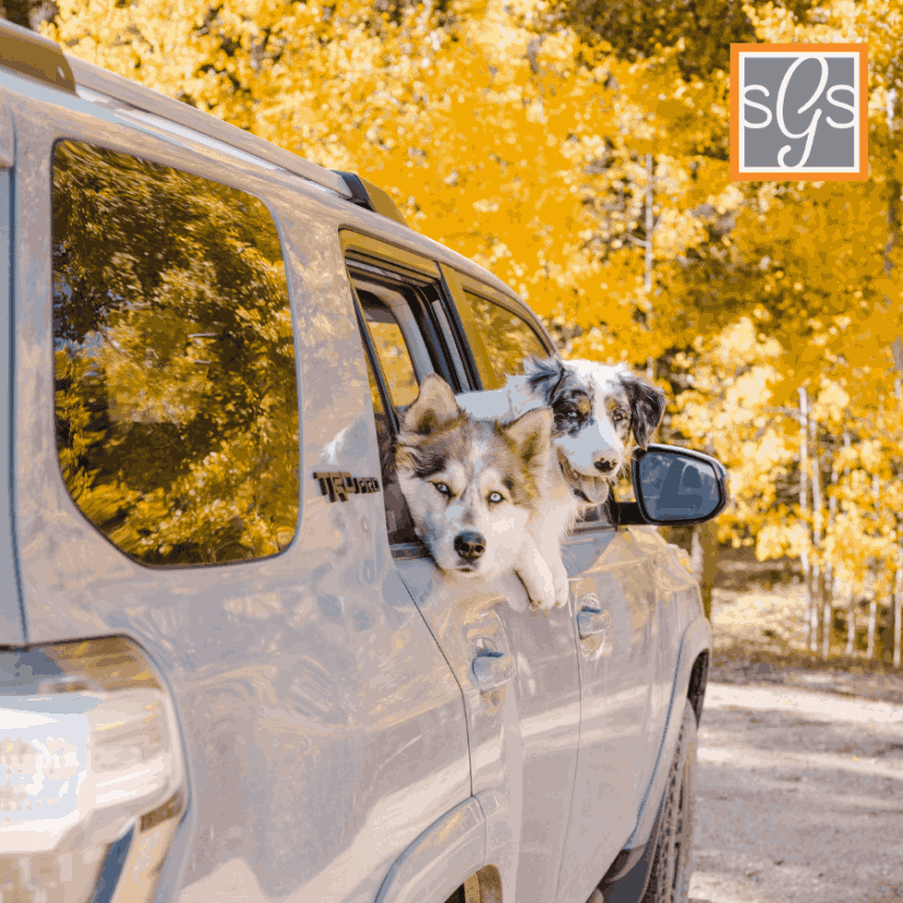 2 dogs in a car looking behind with their body nearly out